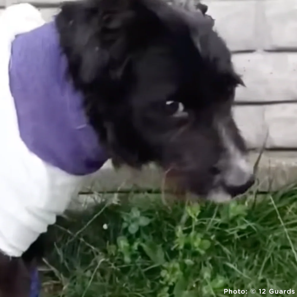 Funded: Help Ukraine Dog Found in Rubble of Destroyed Building Get Emergency Surgery - Image 3