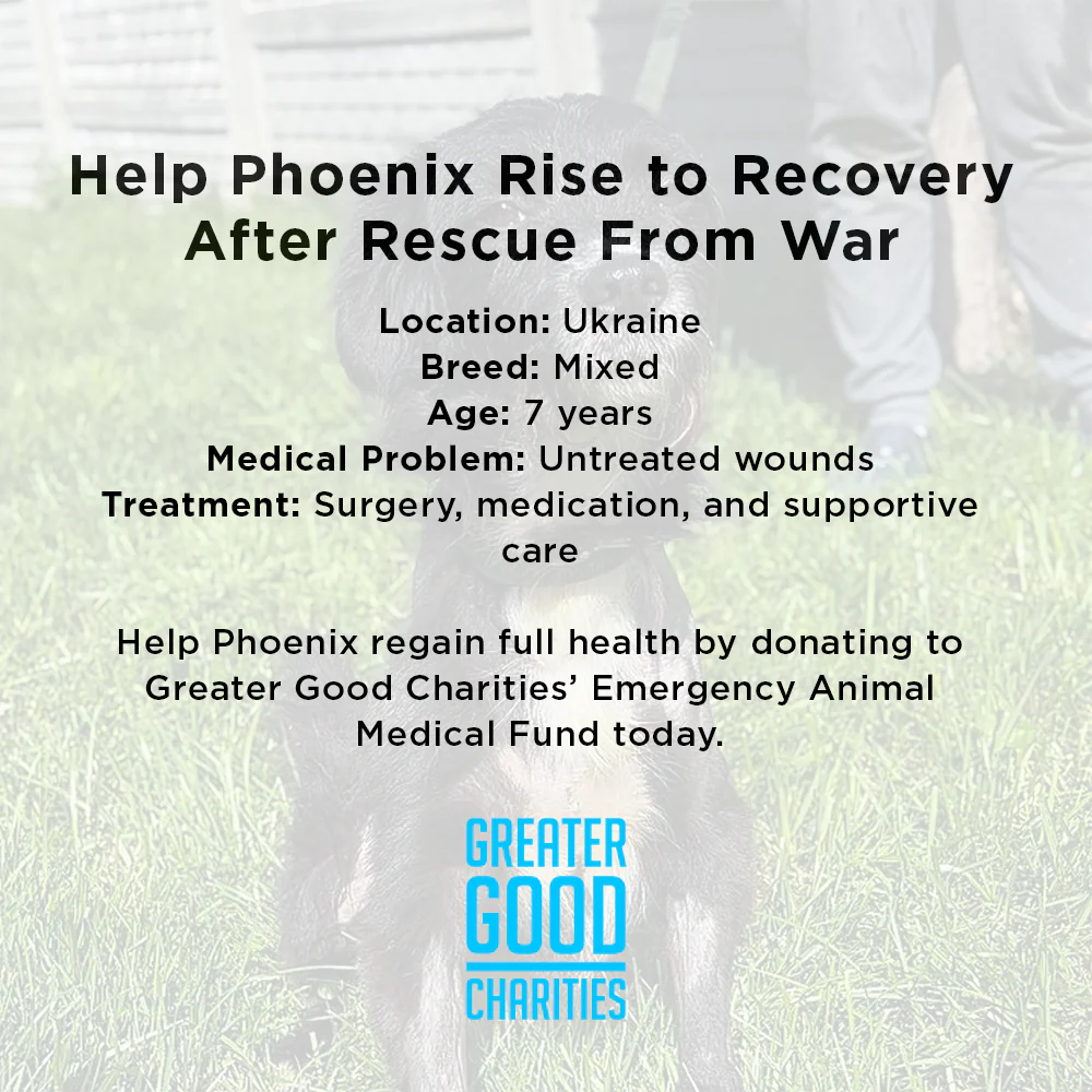Funded: Help Ukraine Dog Found in Rubble of Destroyed Building Get Emergency Surgery - Image 7
