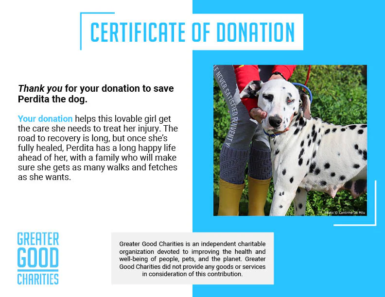Funded: Blind Dalmatian Surrendered with Bullet Fragments in Her Head Needs Your Support to Heal - Image 6