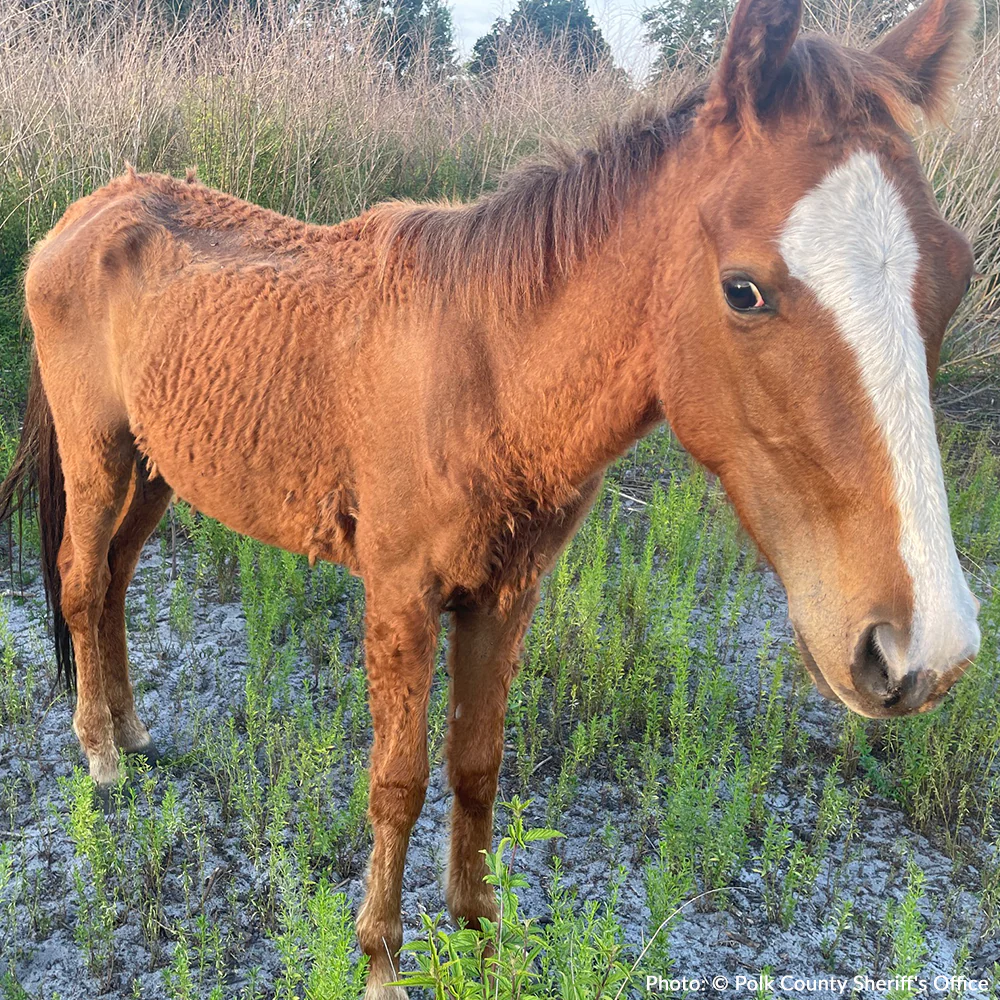 Funded: Help Emaciated Horses Heal from Severe Neglect - Image 5