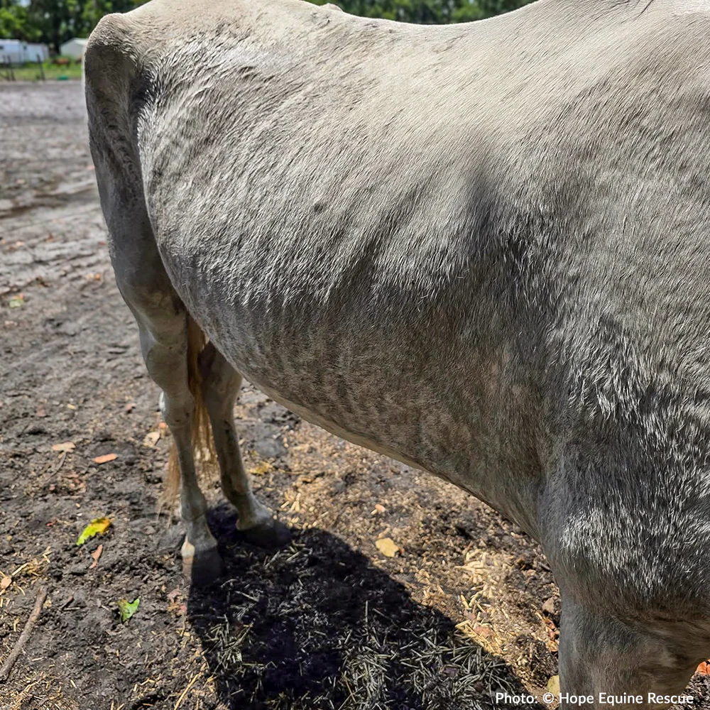 Funded: Help Emaciated Horses Heal from Severe Neglect - Image 8