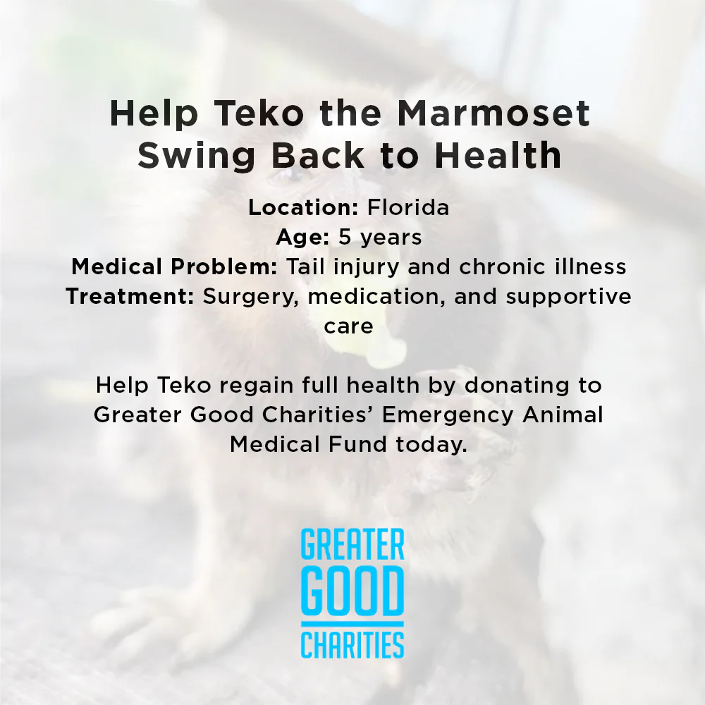 Funded: Help Teko the Marmoset Swing Back to Health - Image 4