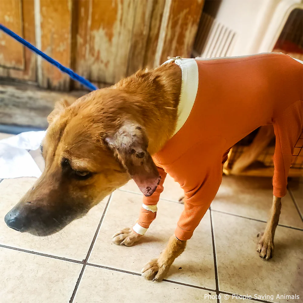 Funded: Help Tito Who Was Attacked by Other Stray Dogs Heal from His Wounds - Image 4