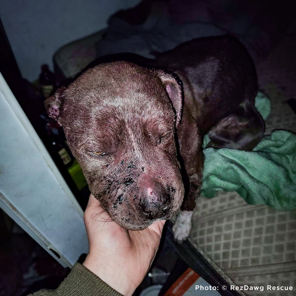 Funded: Help Suspected Bait Dog Covered in Severe Wounds Heal - Image 5