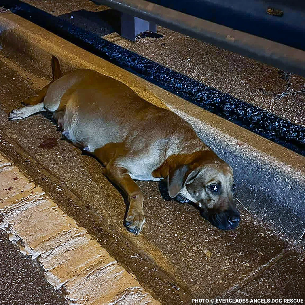 Funded: Pregnant Hope Was Struck by Car, Help Her Heal - Image 2