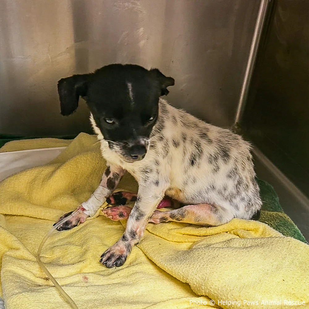 Funded: Dog Found Near Death After Being Hit by Car Needs Your Support to Heal - Image 3