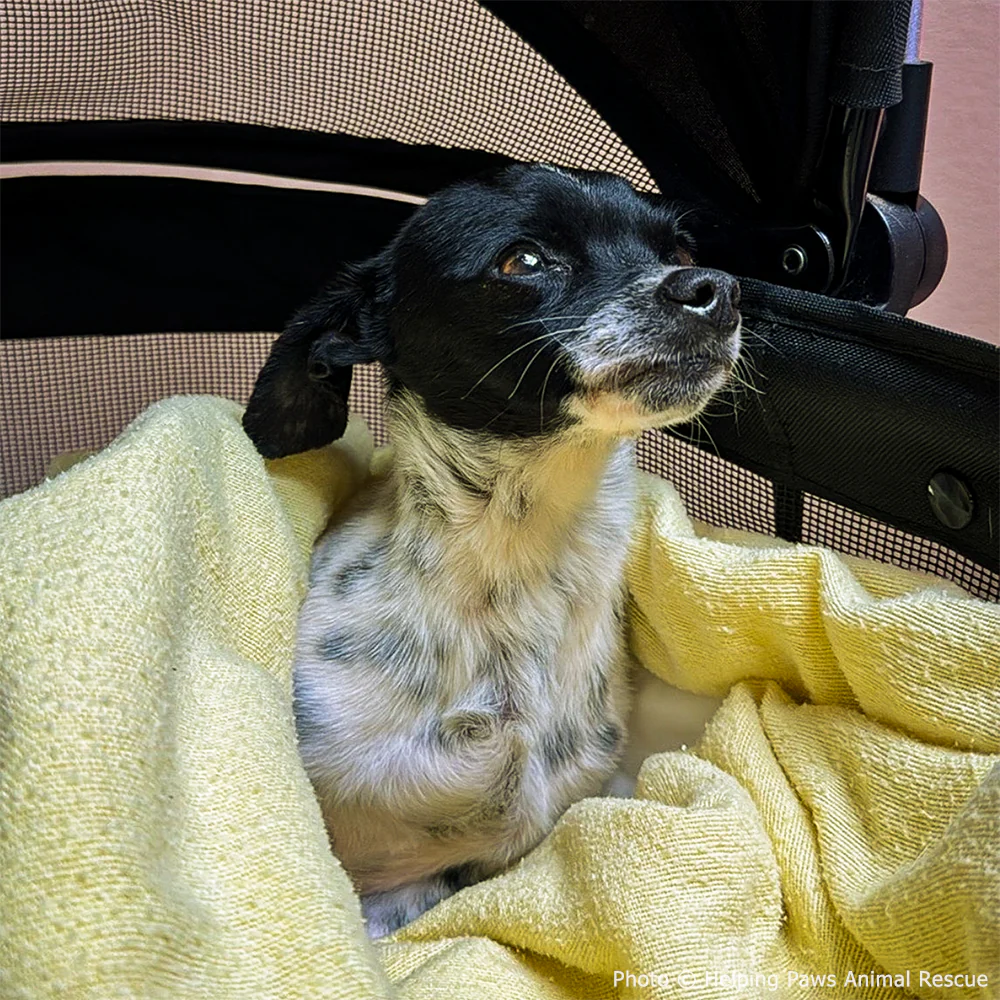 Funded: Dog Found Near Death After Being Hit by Car Needs Your Support to Heal - Image 4