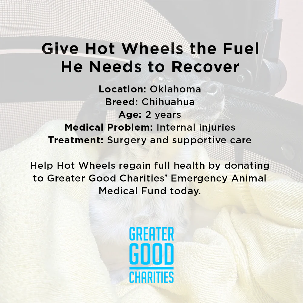 Funded: Dog Found Near Death After Being Hit by Car Needs Your Support to Heal - Image 5