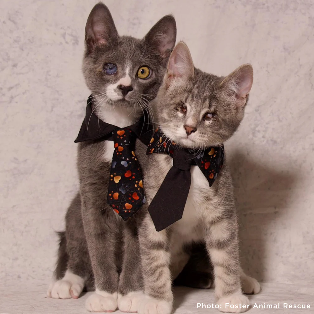 Seeing-Eye Cat James Suffering with Painful Blind Eye Needs a Chance to Heal - Image 2
