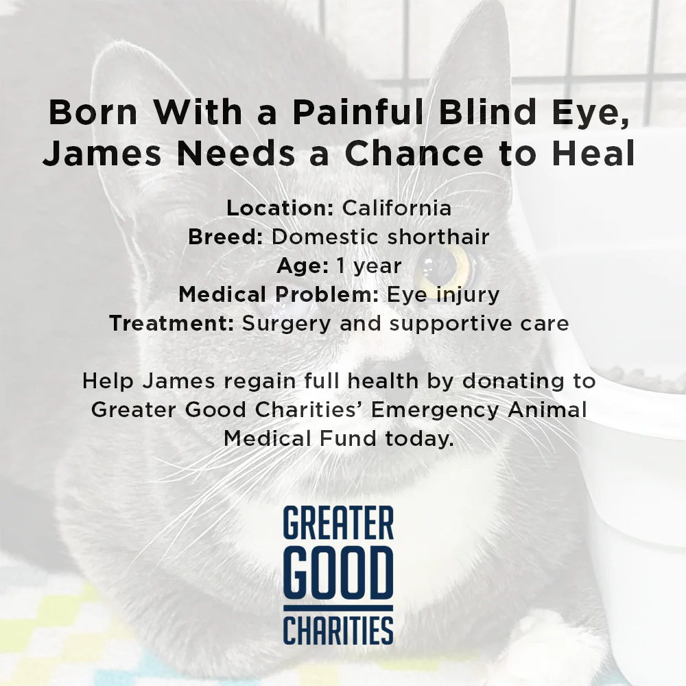 Seeing-Eye Cat James Suffering with Painful Blind Eye Needs a Chance to Heal - Image 5
