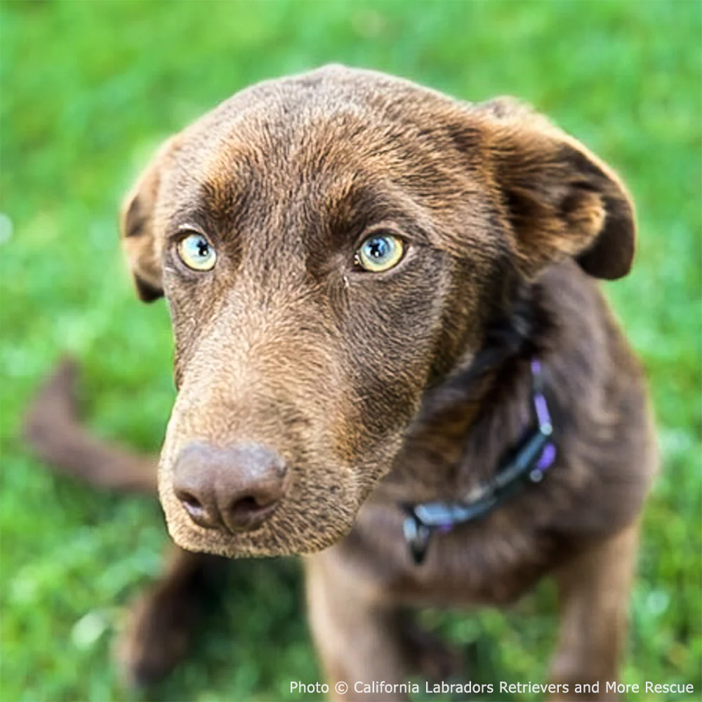 Funded: Injured Puppy Who Survived Deadly Wildfires Needs Leg Amputation to Walk Again - Image 2