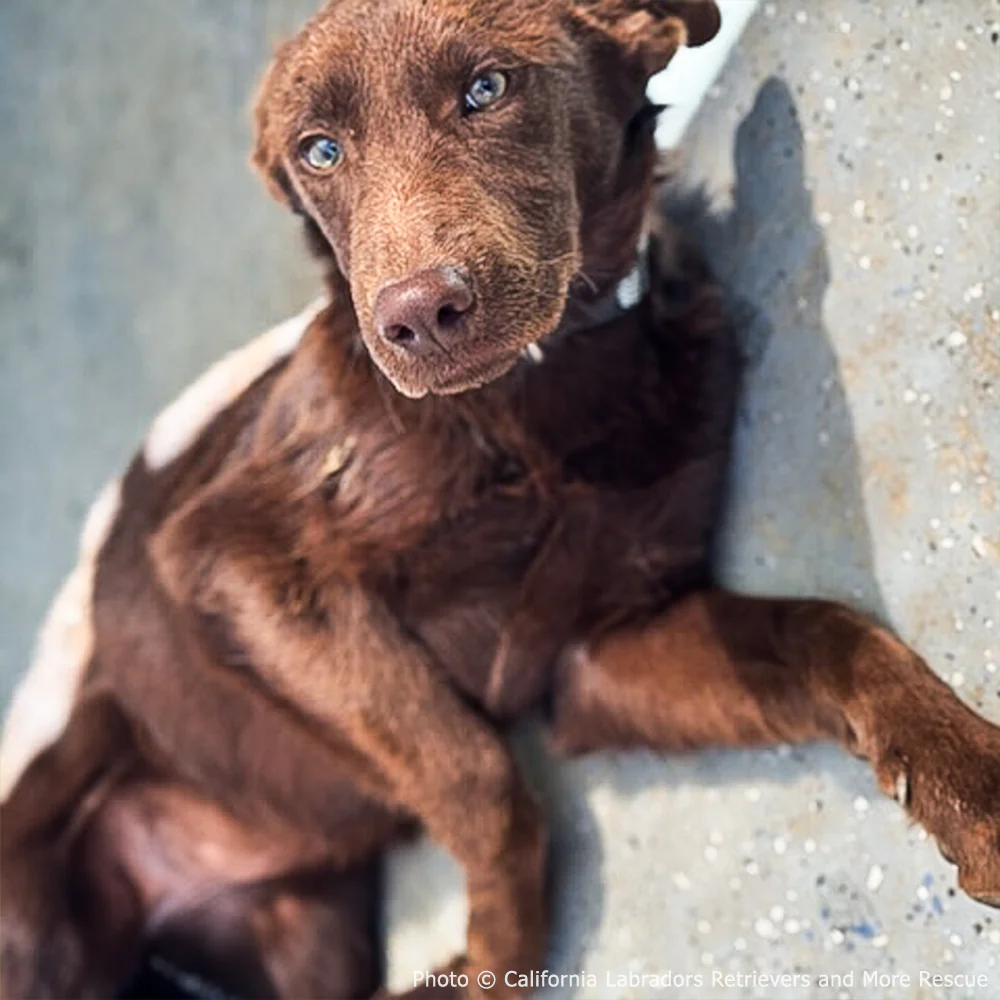 Funded: Injured Puppy Who Survived Deadly Wildfires Needs Leg Amputation to Walk Again - Image 3