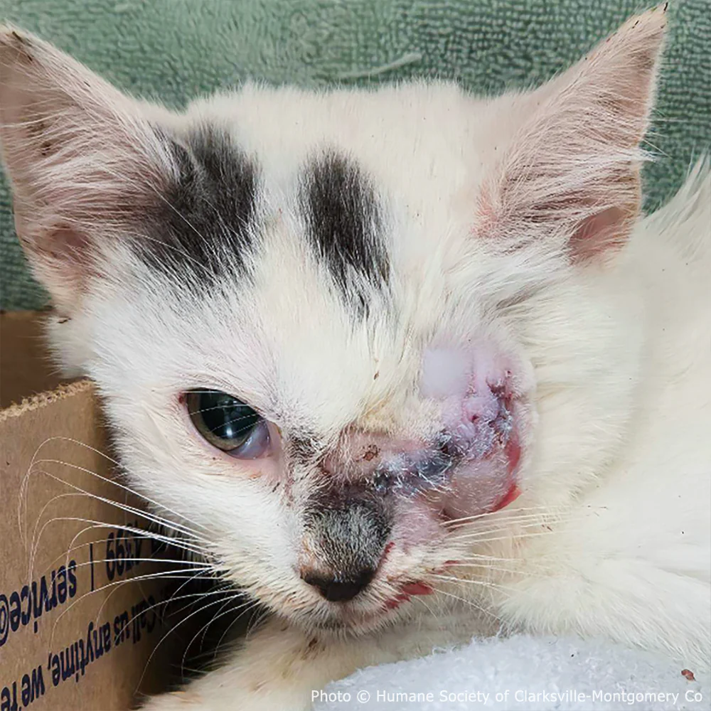 Funded: Kitten Near Death with Ruptured Eye Needs Your Support to Survive - Image 3