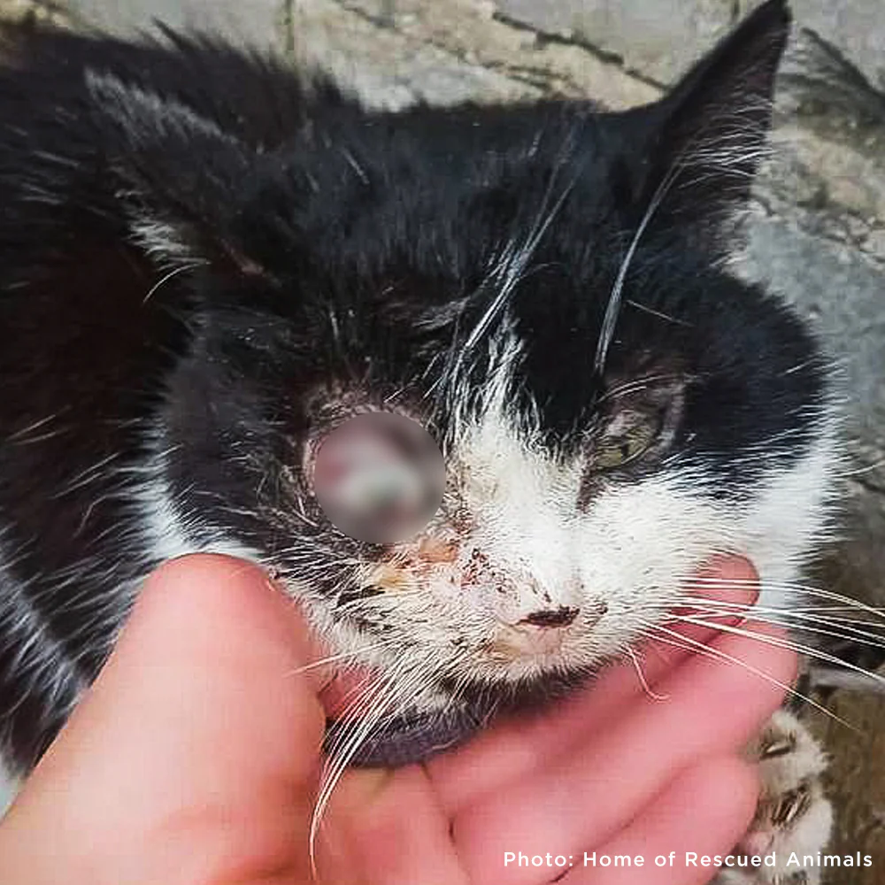 Funded: Help Save Ukraine Cat in Critical Condition with Ruptured Eye - Image 4