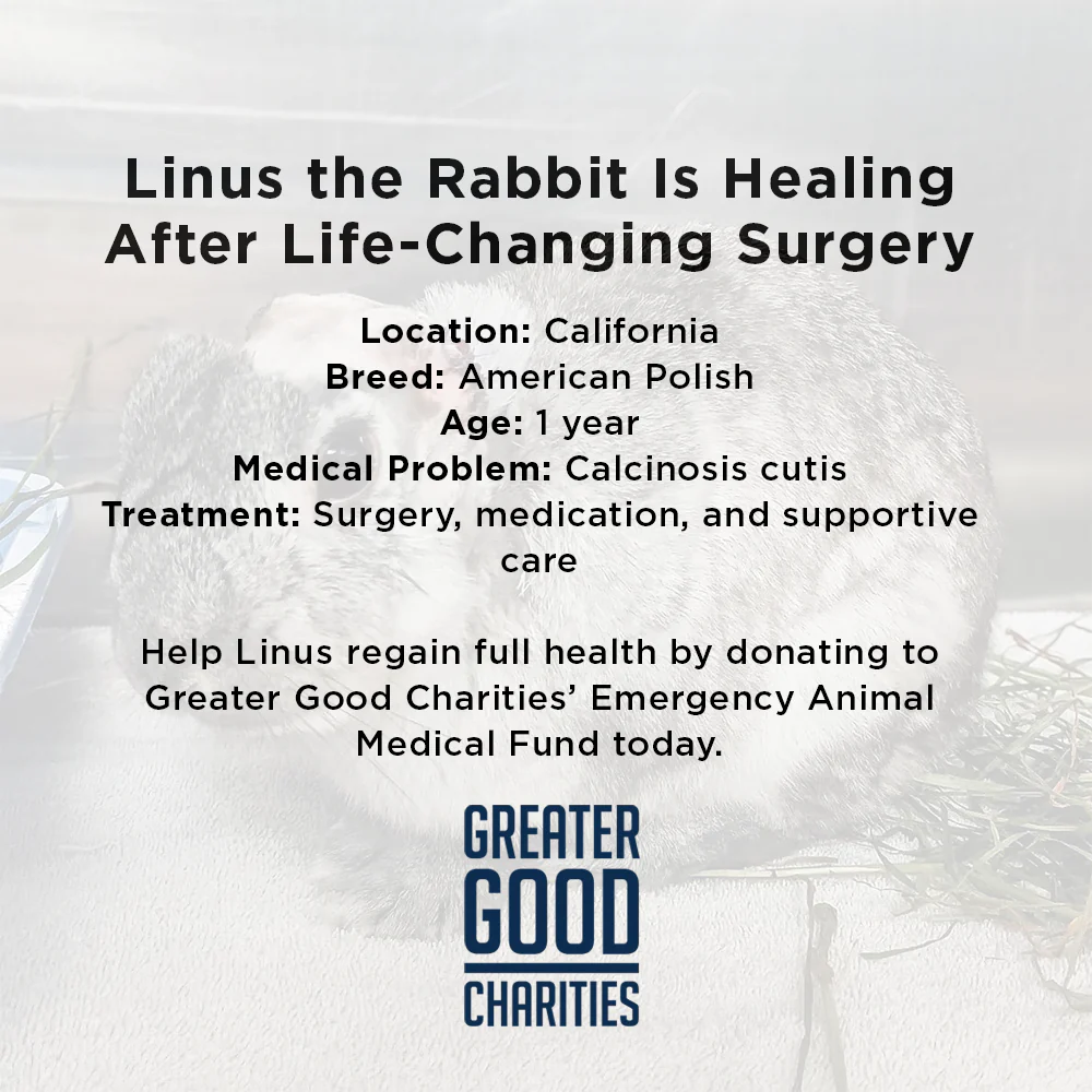 Funded: Help Linus the Rabbit Heal After Double Ear Amputation - Image 6