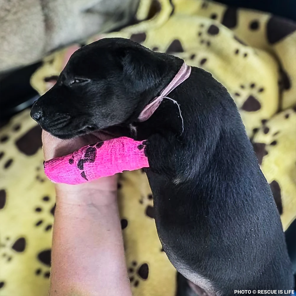 Funded: Dangerously Ill Puppy Mae Needs Emergency Care to Survive - Image 2