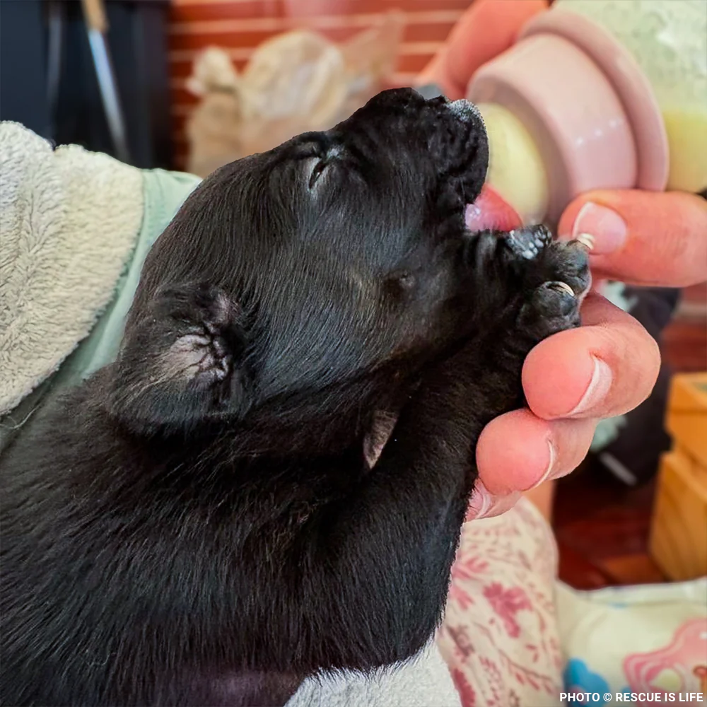 Funded: Dangerously Ill Puppy Mae Needs Emergency Care to Survive - Image 3