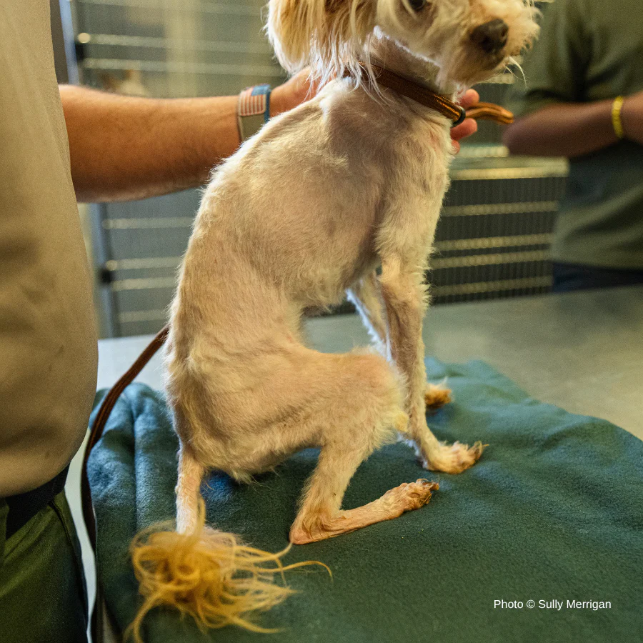 Funded: Emaciated, Matted, and Suffering from Sores, this Rescued Dog Needs Care - Image 2