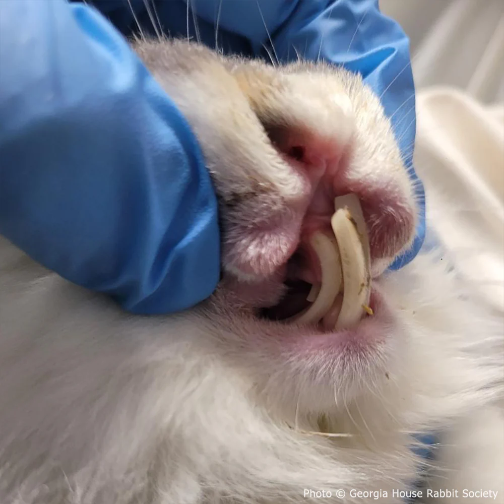 Funded: Neville Needs Support After Emergency Dental Surgery - Image 3