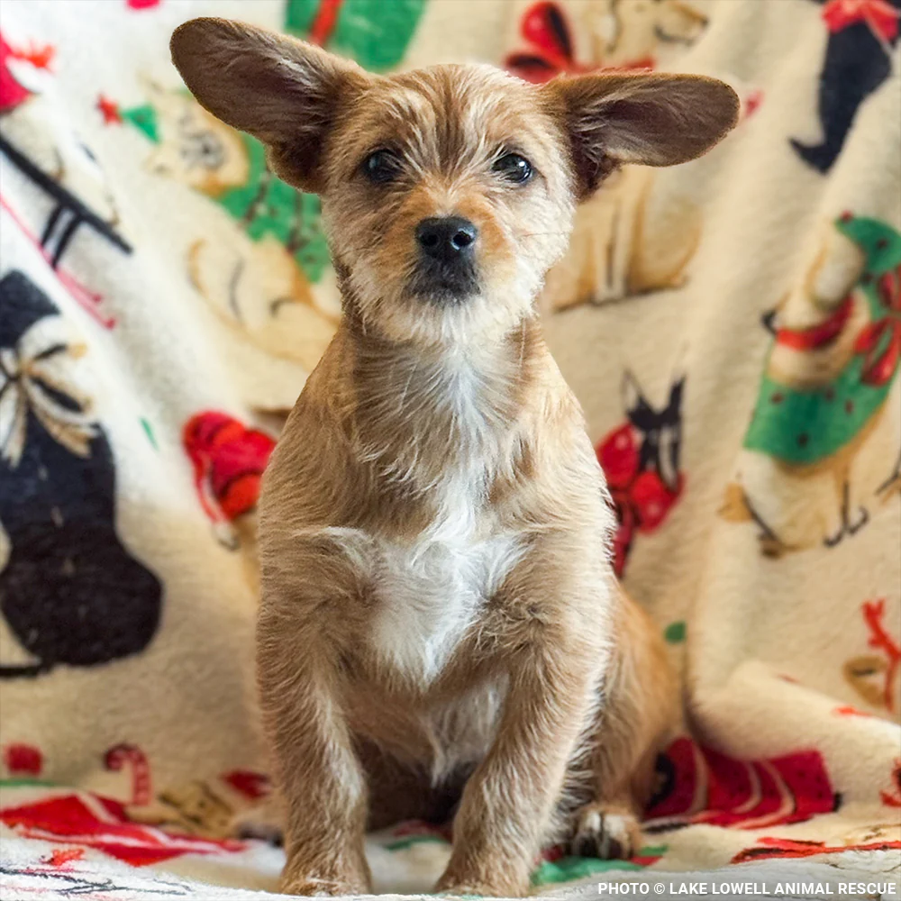 Funded: Parvo-Stricken Litter Needs Support to Recover - Image 2