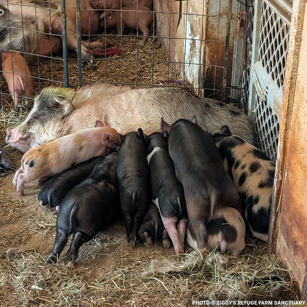 More Than 160 Pigs Rescued From Neglect Need Medical Care - Image 4