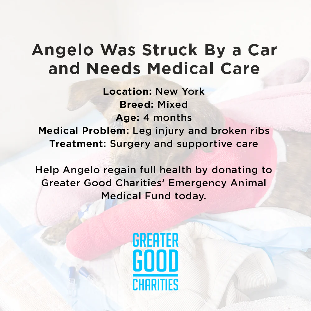 Funded: Help Save Puppy in Critical Condition After Being Struck by Car - Image 5