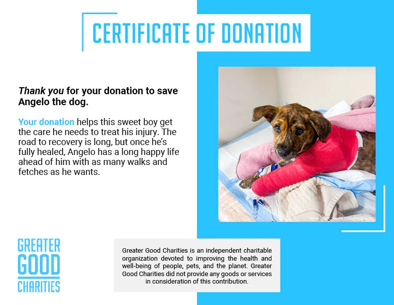 Funded: Help Save Puppy in Critical Condition After Being Struck by Car - Image 6