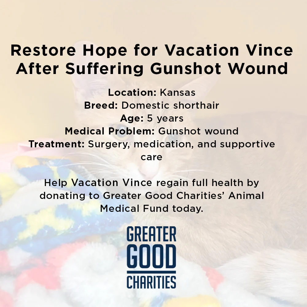 Someone Shot Vince and Stole His Ability to Walk — Help Us Give It Back - Image 4