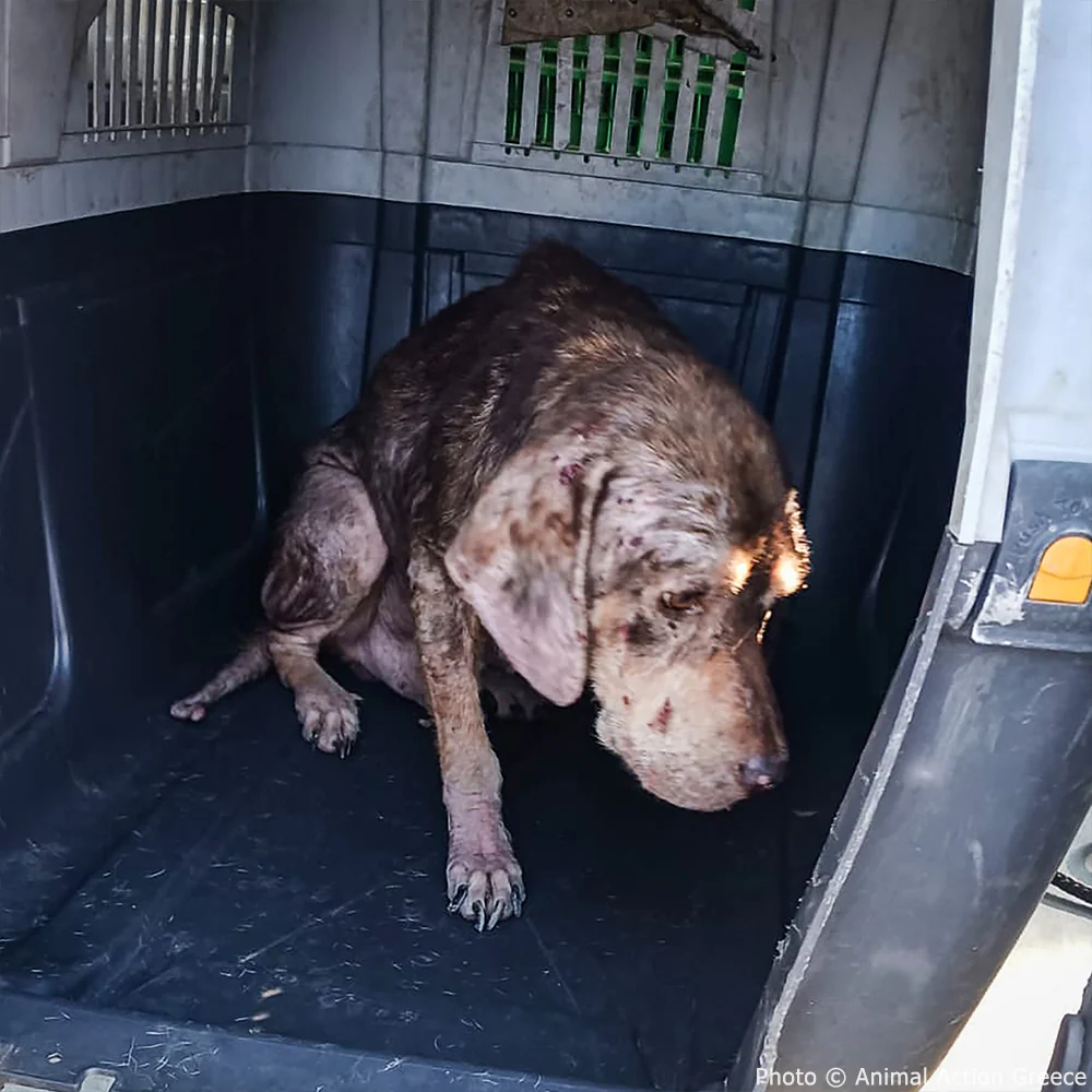 Funded: Save Bush from Malnourishment & Disease Before It's Too Late - Image 3
