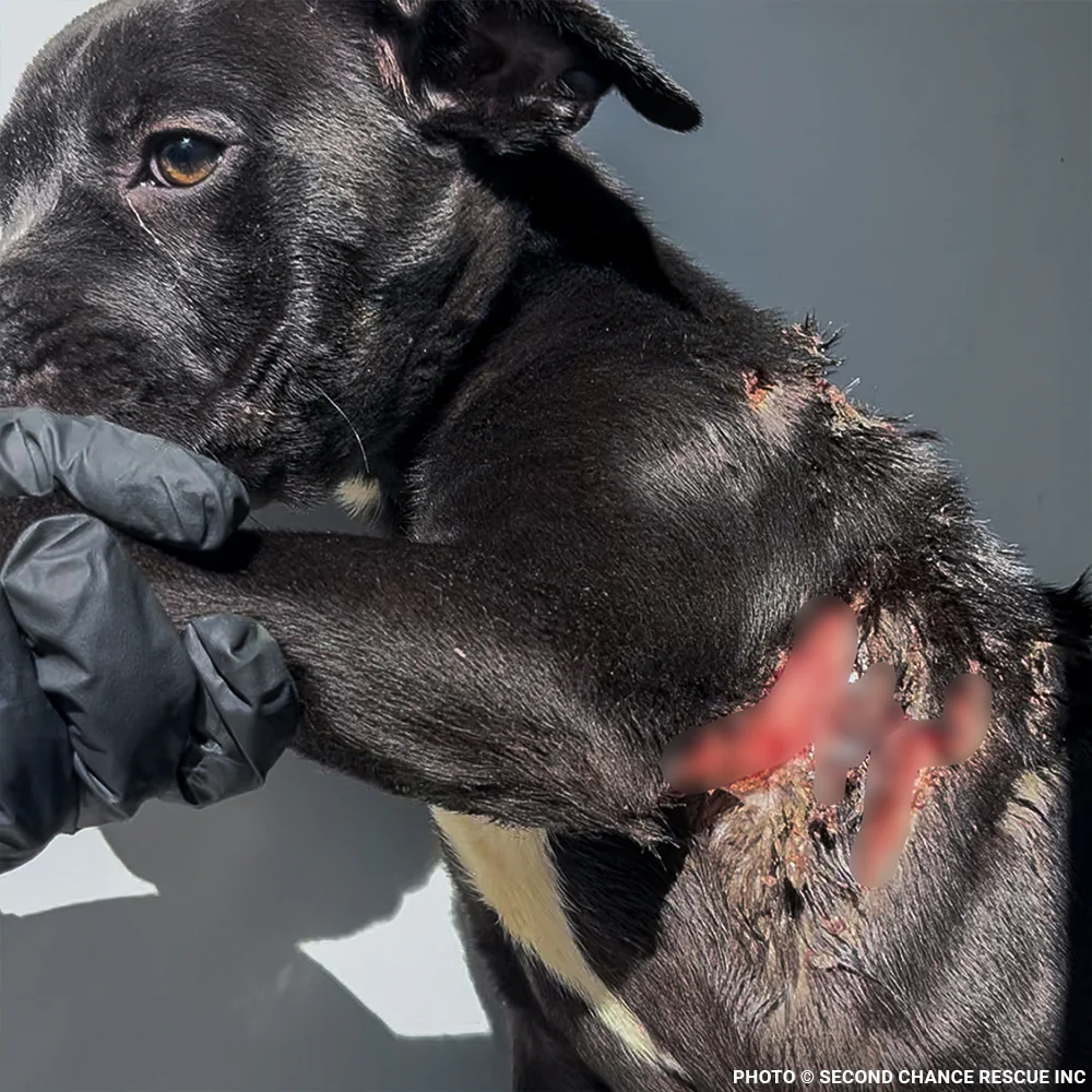 Funded: Severely Burned and Dumped, Bond Needs a Chance to Heal - Image 2