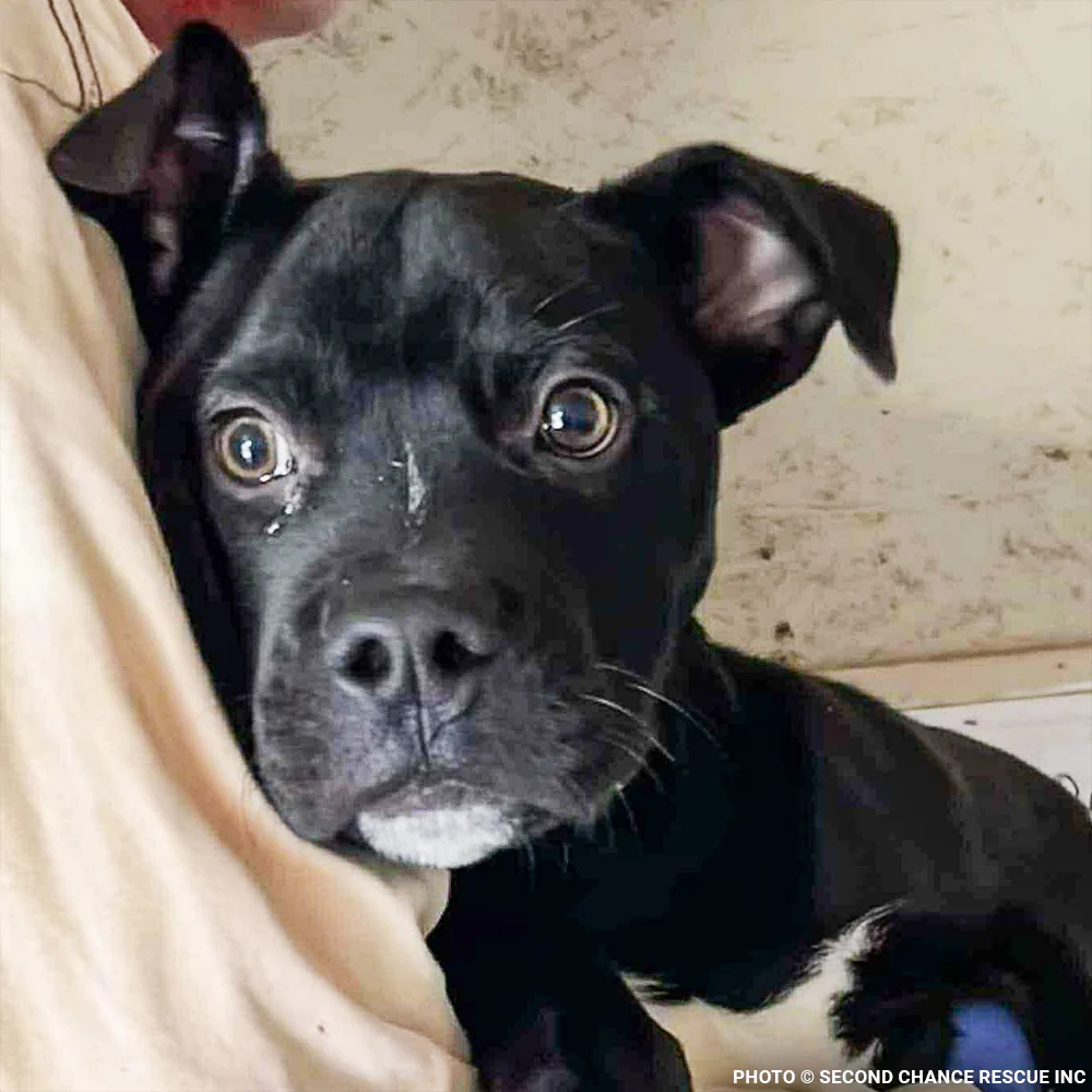 Funded: Severely Burned and Dumped, Bond Needs a Chance to Heal - Image 3