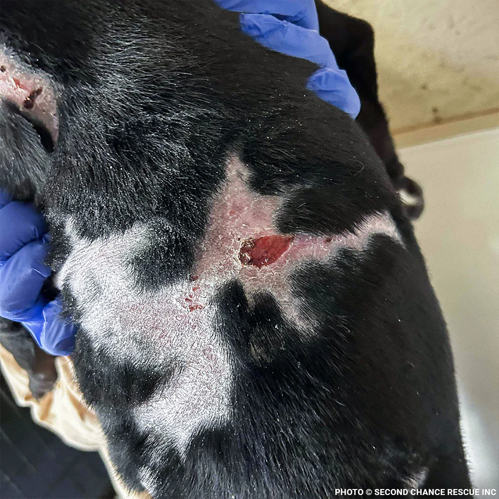 Funded: Severely Burned and Dumped, Bond Needs a Chance to Heal - Image 4