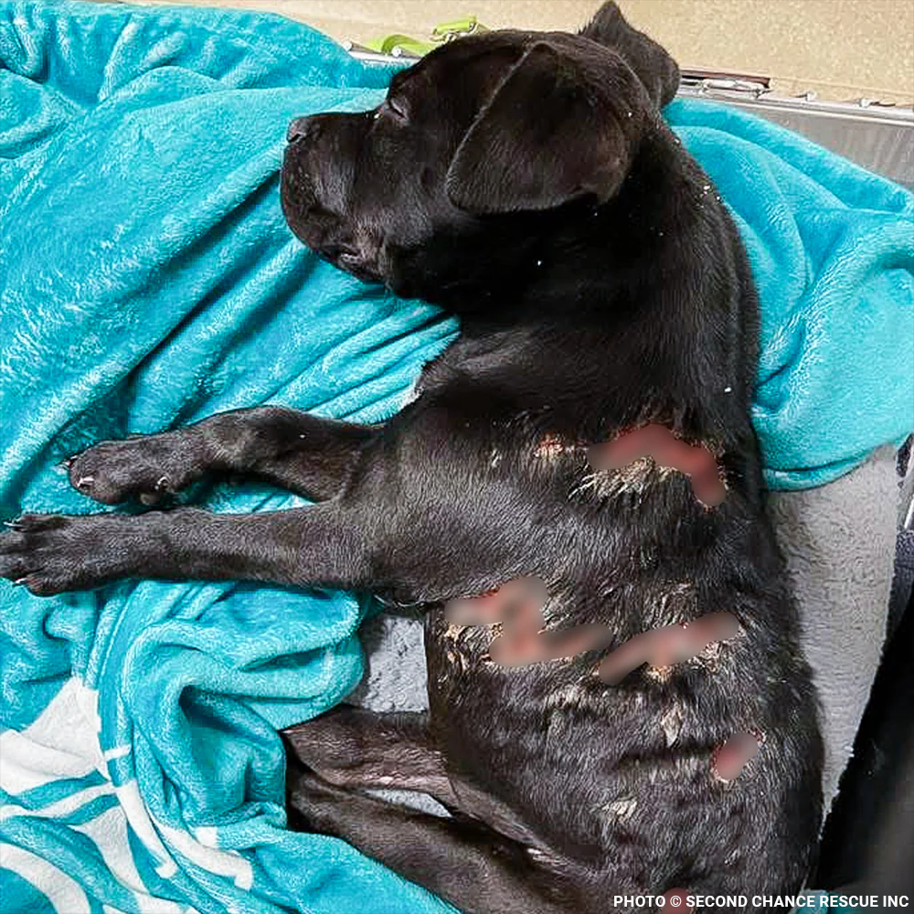 Funded: Severely Burned and Dumped, Bond Needs a Chance to Heal - Image 5