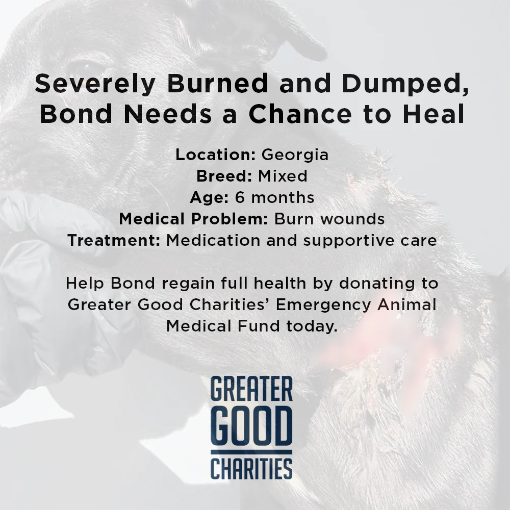 Funded: Severely Burned and Dumped, Bond Needs a Chance to Heal - Image 6