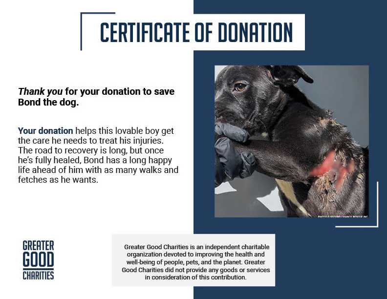 Funded: Severely Burned and Dumped, Bond Needs a Chance to Heal - Image 7