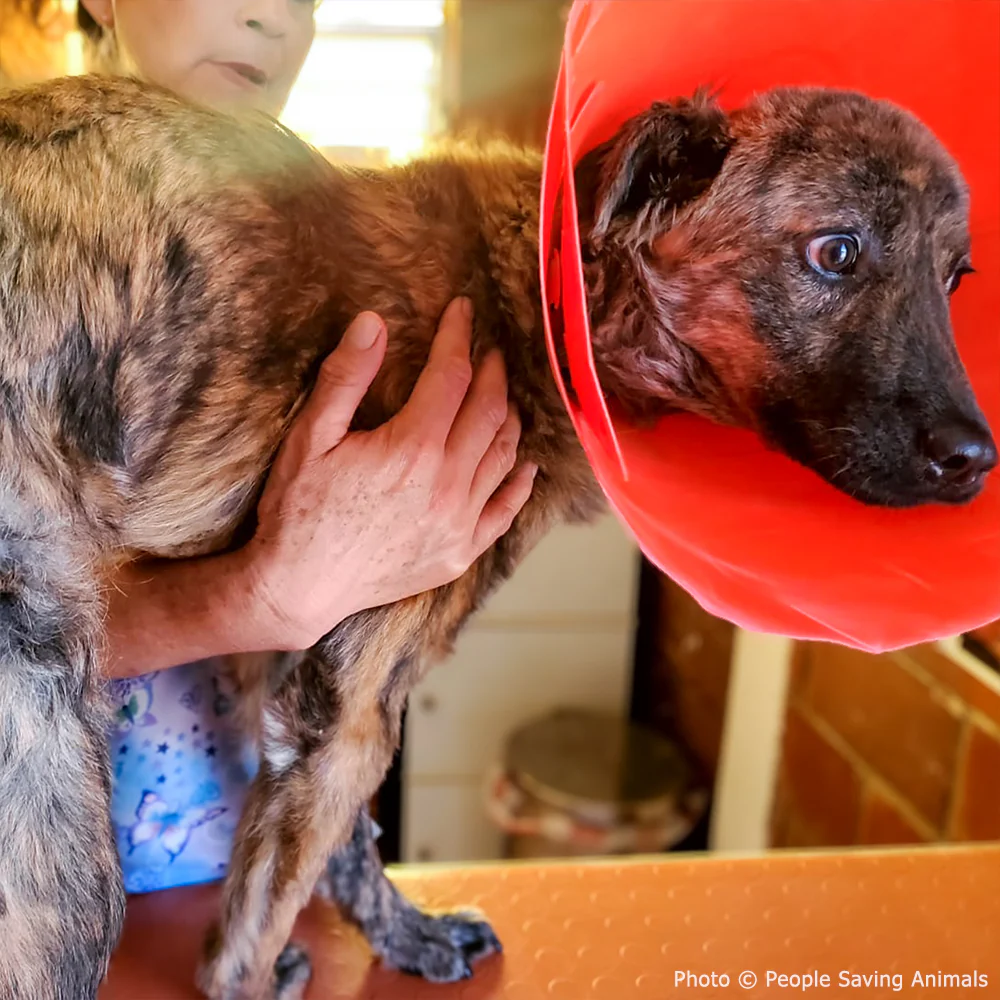 Funded: Street Dog Covered in Infected Wounds Needs Your Help to Heal - Image 2