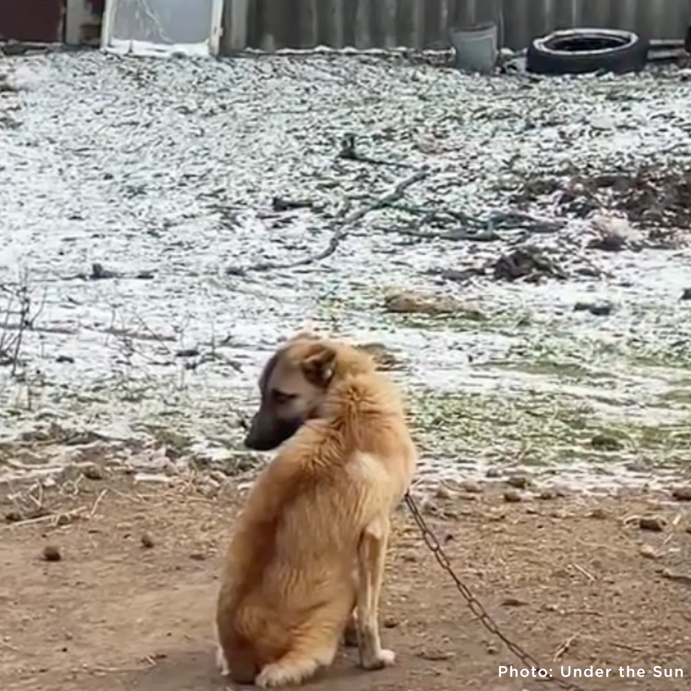 Starving Ukraine Dogs Freed from Heavy Chains Need Emergency Care - Image 5