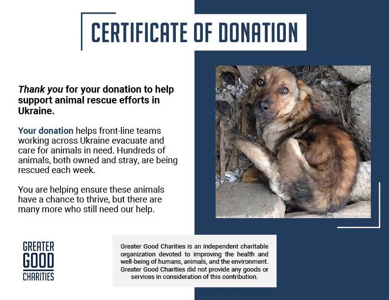 Starving Ukraine Dogs Freed from Heavy Chains Need Emergency Care - Image 6