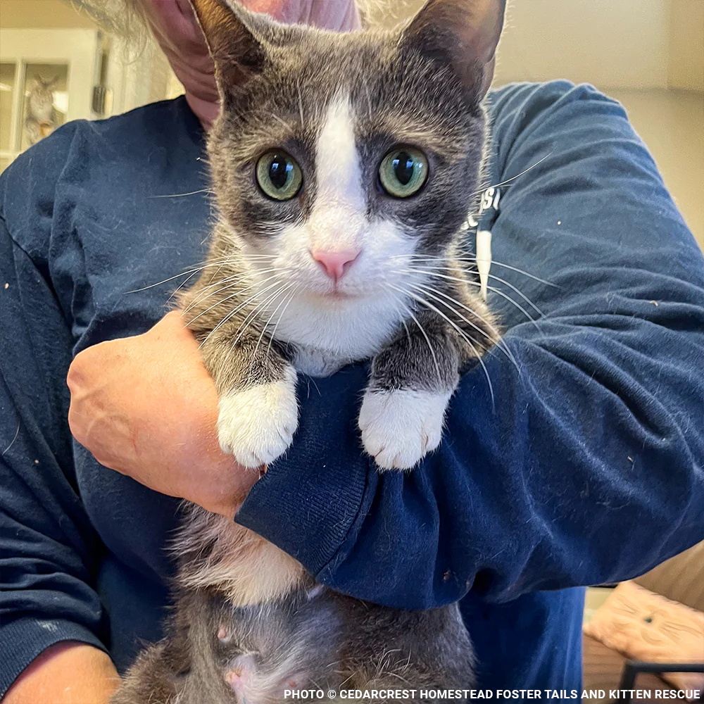 Funded: Help Emma Heal After Losing Kittens & Battle Severe Infection - Image 2