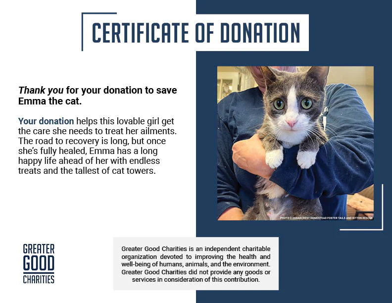 Funded: Help Emma Heal After Losing Kittens & Battle Severe Infection - Image 6