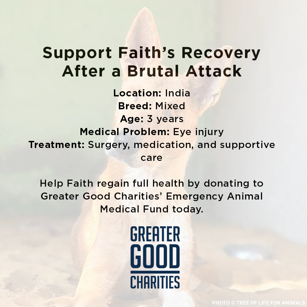 Funded: Support Faith’s Recovery After a Brutal Attack - Image 5