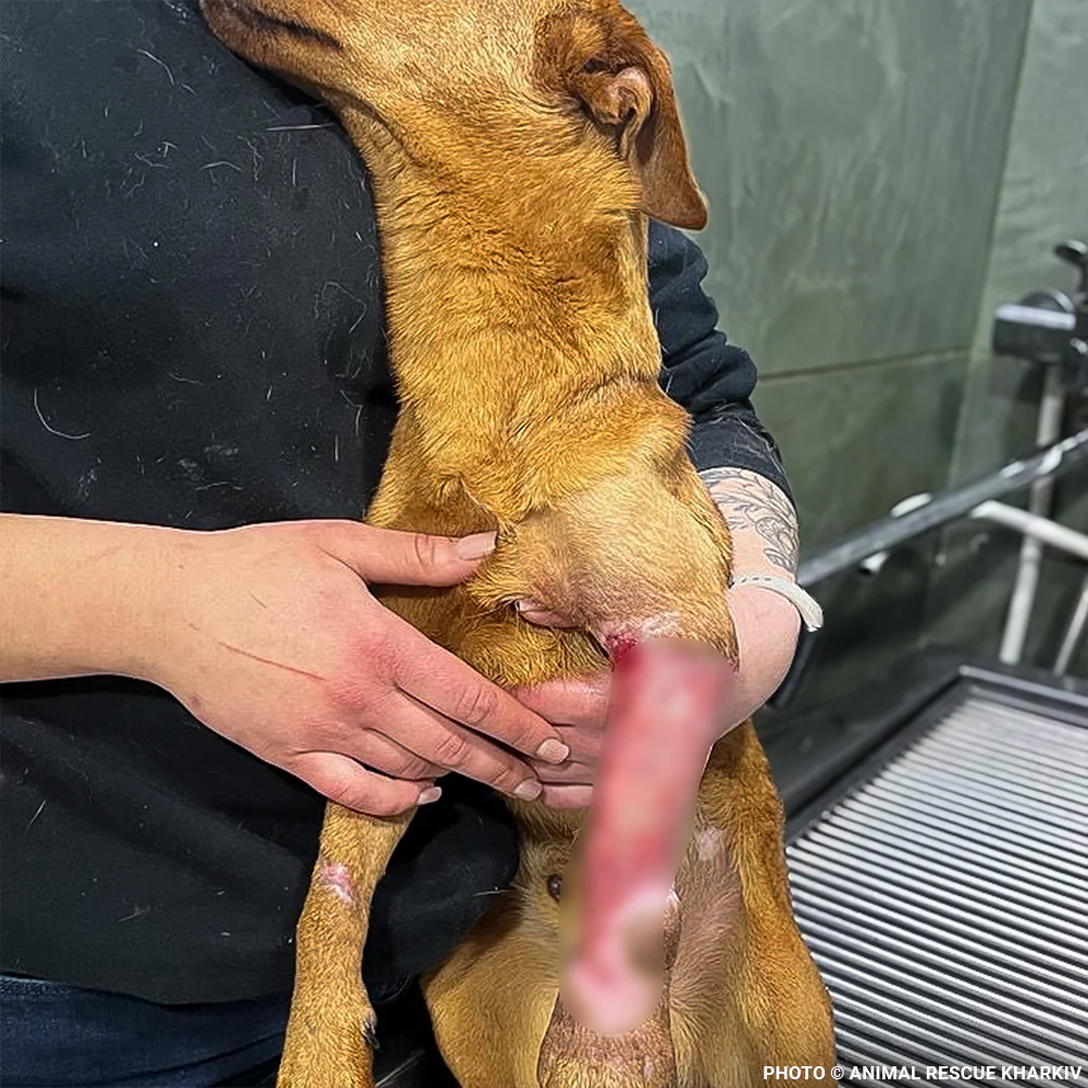 Funded: Support Lyubchik as He Heals from Pelvic Fracture - Image 4