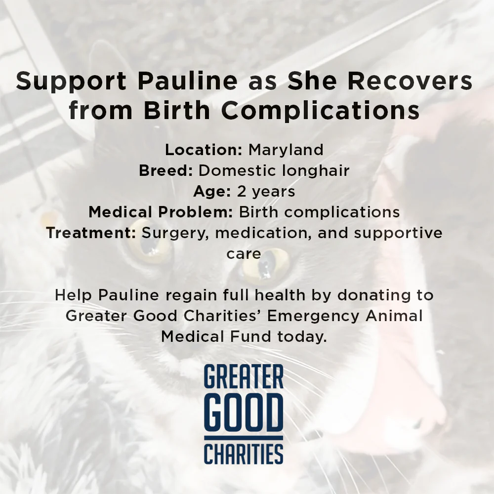 Pauline Needs Your Help After a Difficult Delivery - Image 5