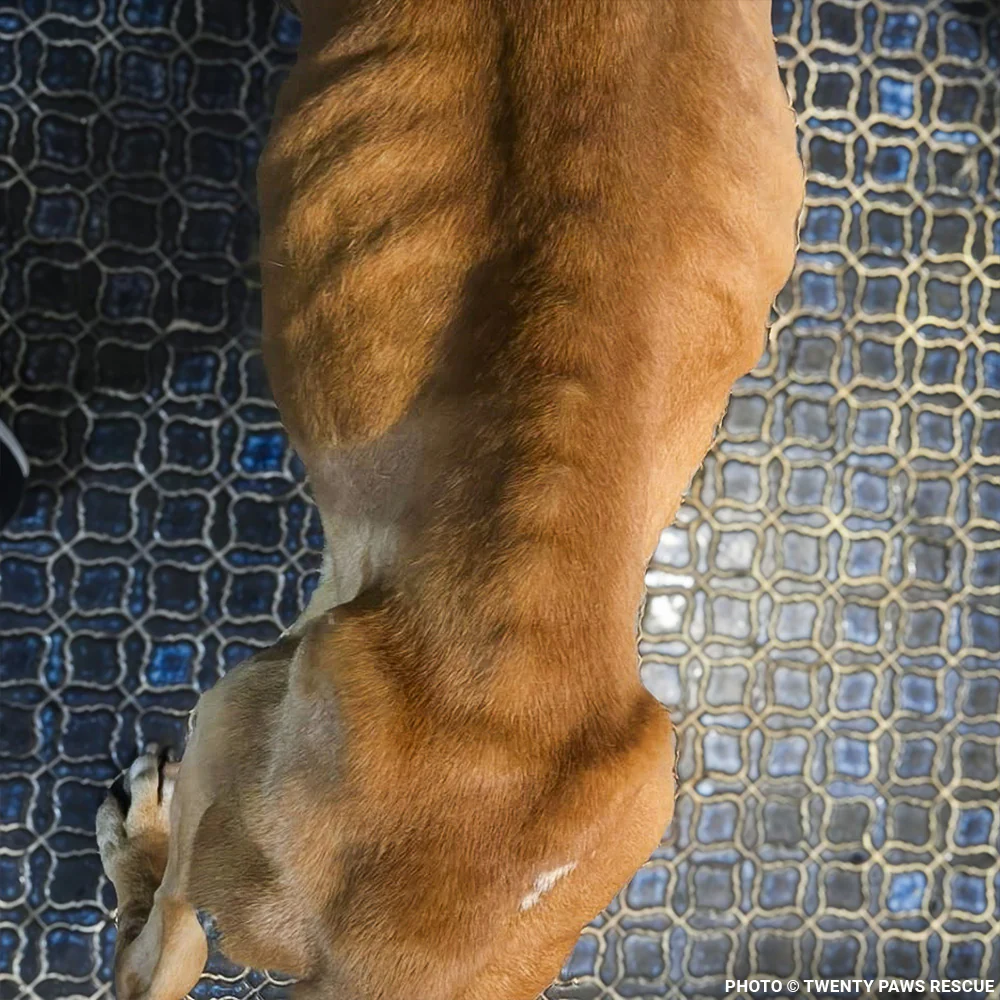 Support Senior Dog Wally as He Recovers from Severe Malnutrition - Image 3
