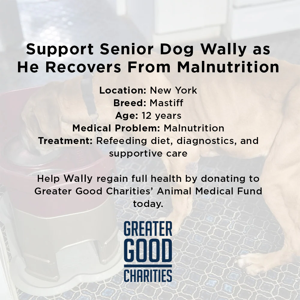 Support Senior Dog Wally as He Recovers from Severe Malnutrition - Image 5