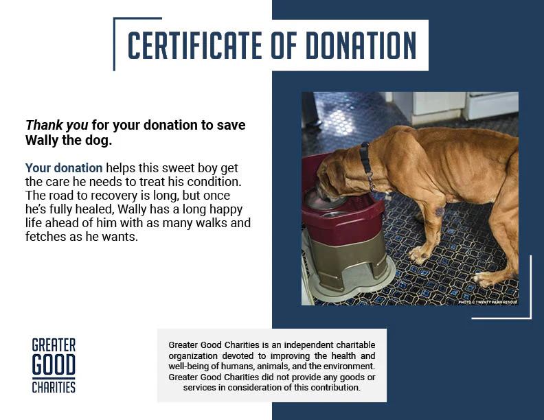 Support Senior Dog Wally as He Recovers from Severe Malnutrition - Image 6