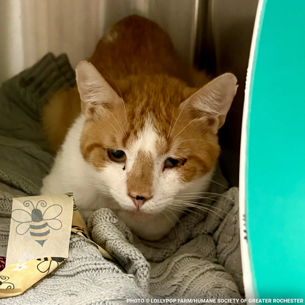 Funded: Help Over 50 Sick Cats Rescued from Deplorable Conditions Recover - Image 2