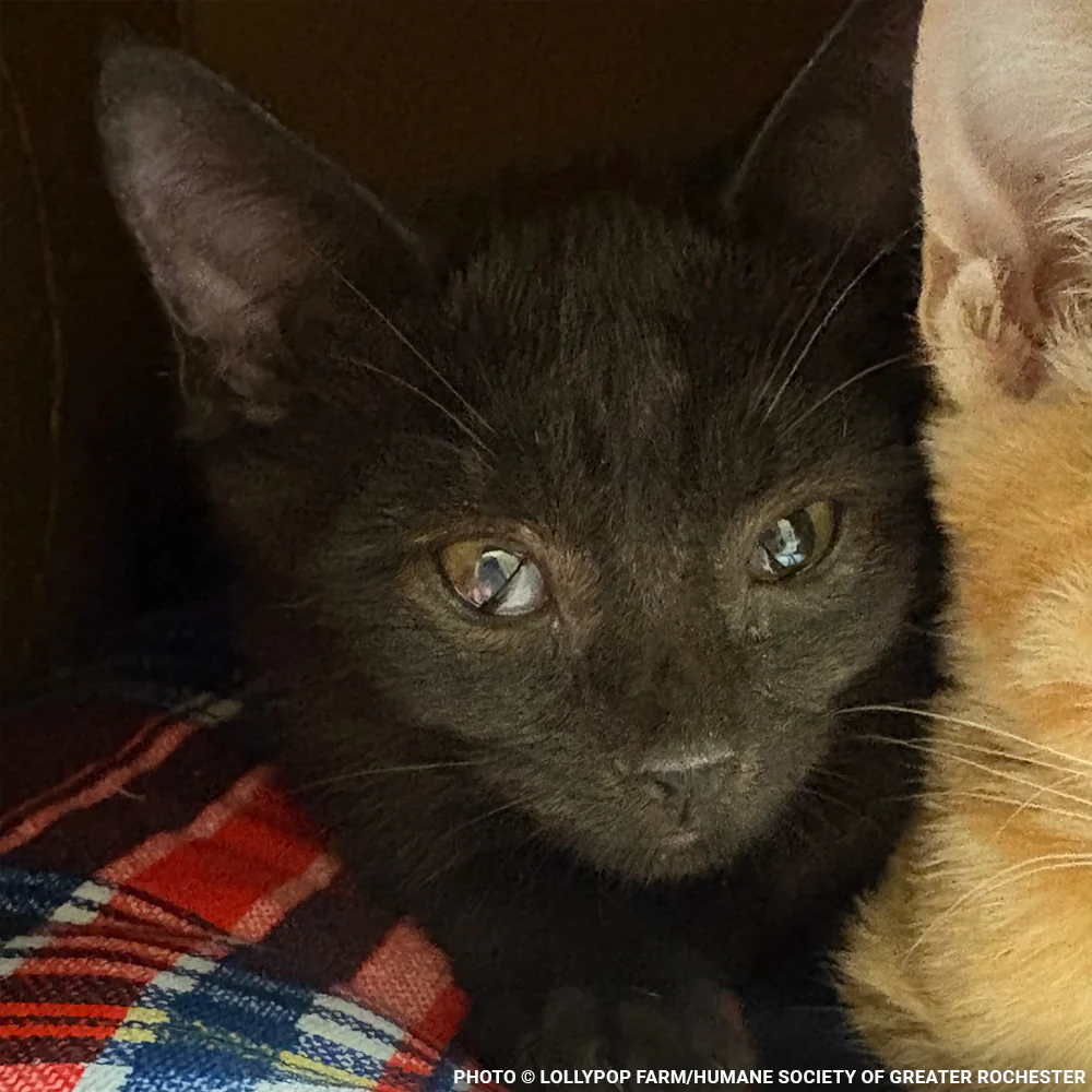 Funded: Help Over 50 Sick Cats Rescued from Deplorable Conditions Recover - Image 4