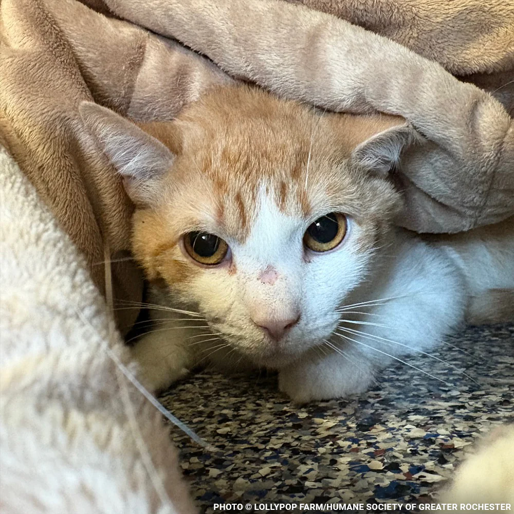 Funded: Help Over 50 Sick Cats Rescued from Deplorable Conditions Recover - Image 5