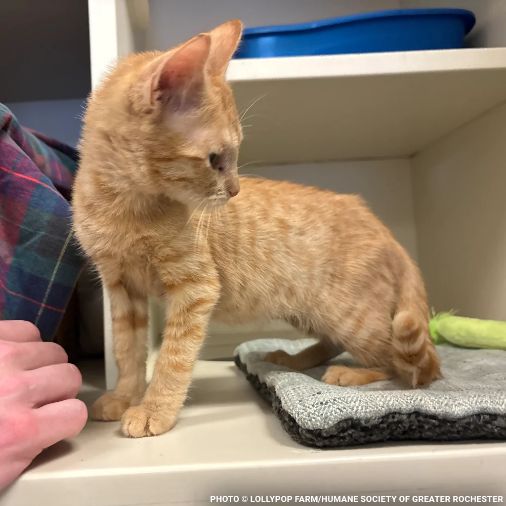 Funded: Help Over 50 Sick Cats Rescued from Deplorable Conditions Recover - Image 6